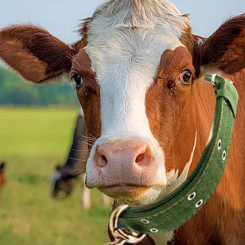Belay Tie Adjustable Cattle Collar Cow Hauling Collar Livestock Feeding Supply Canvas Belt Veterinary Equipment cattle collar