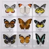 Butterfly Specimen Ornaments Real Butterfly Insect Specimens Spread Wings Student Creative Birthday Gift Transparent Box Decor 3