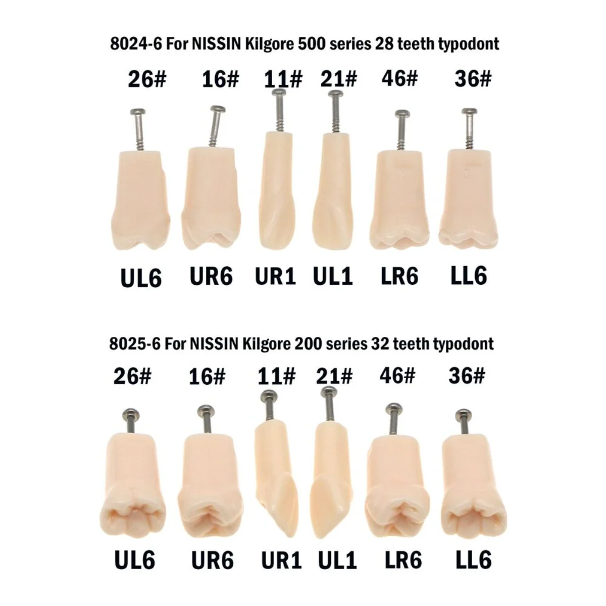 

Dental Replacement Screw-in Teeth fit Kilgore NISSIN 200/500 Type Typodont Model