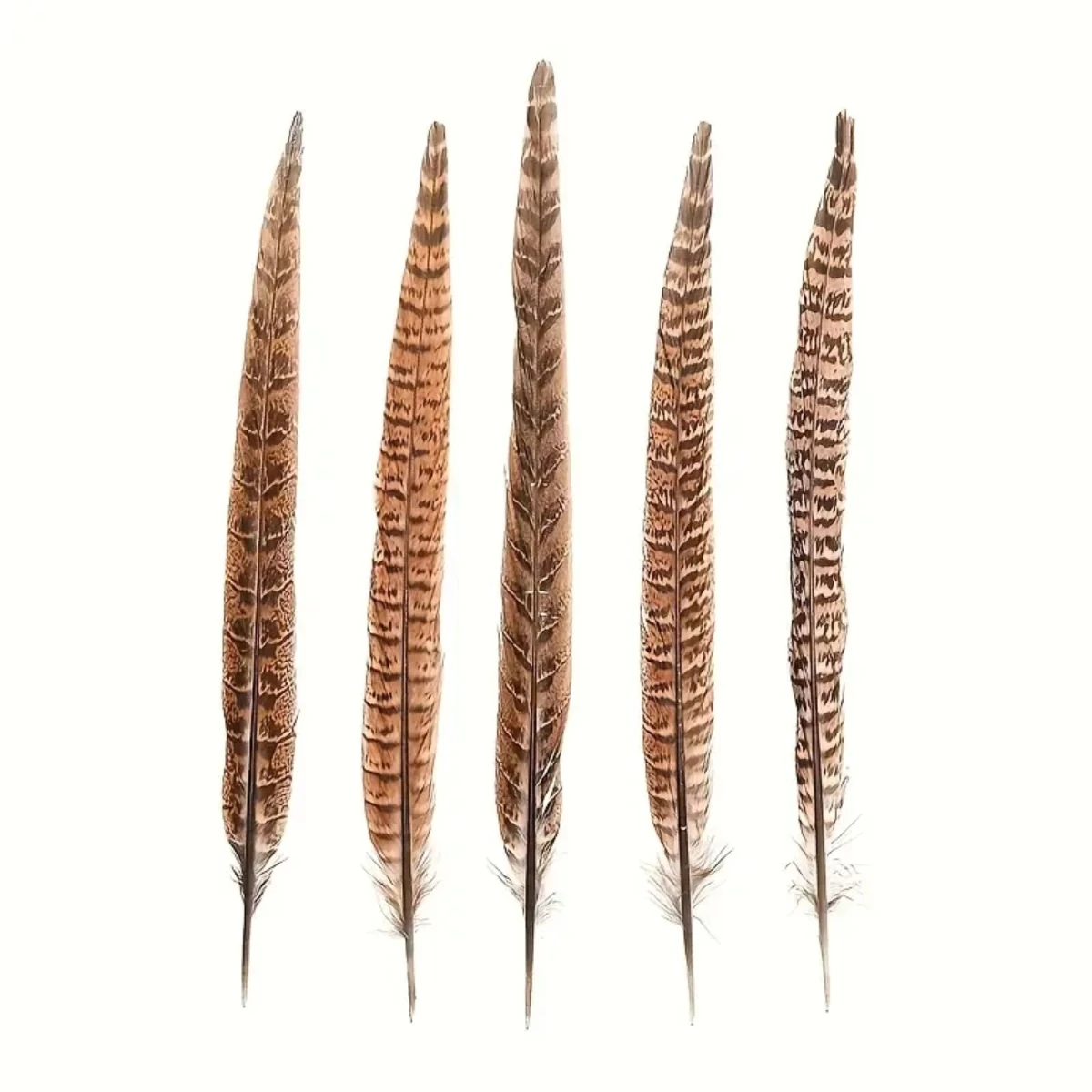 Natural Pheasant Feathers 10pcs Female Tail Feathers pheasant feathers natural feathers