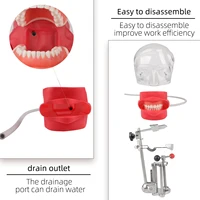 Tête fantôme dentaire avec dents pour l'enseignement et la formation des dentistes, modèle de mannequin dentaire, simulateur dentaire 5