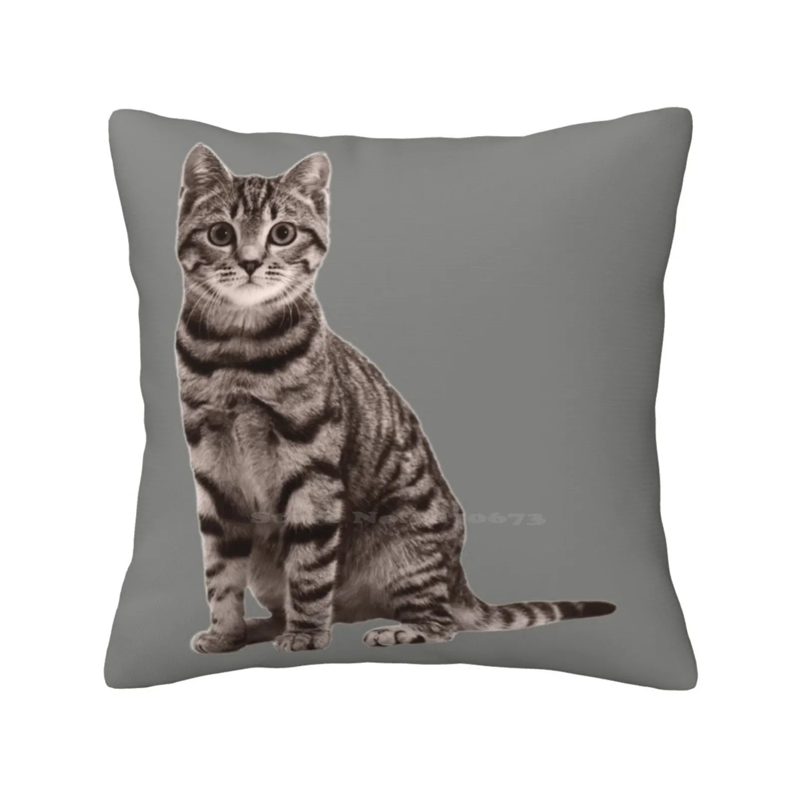 Grigio Tabby On Battleship Grigio Morbido Confortevole Federa Gatti Tabby Cat Kitties Gattini Kittys Meow Purr Felines