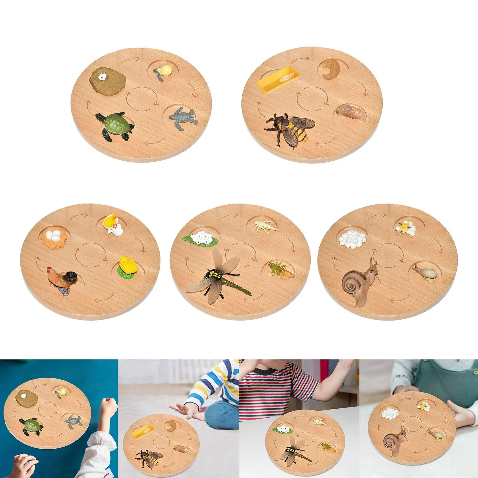 

Life Cycle Tray Cognitive Toy Teaching Props Realistic Birthday Gifts Science for Age 3 to 6 Animal Growth Cycle Figures