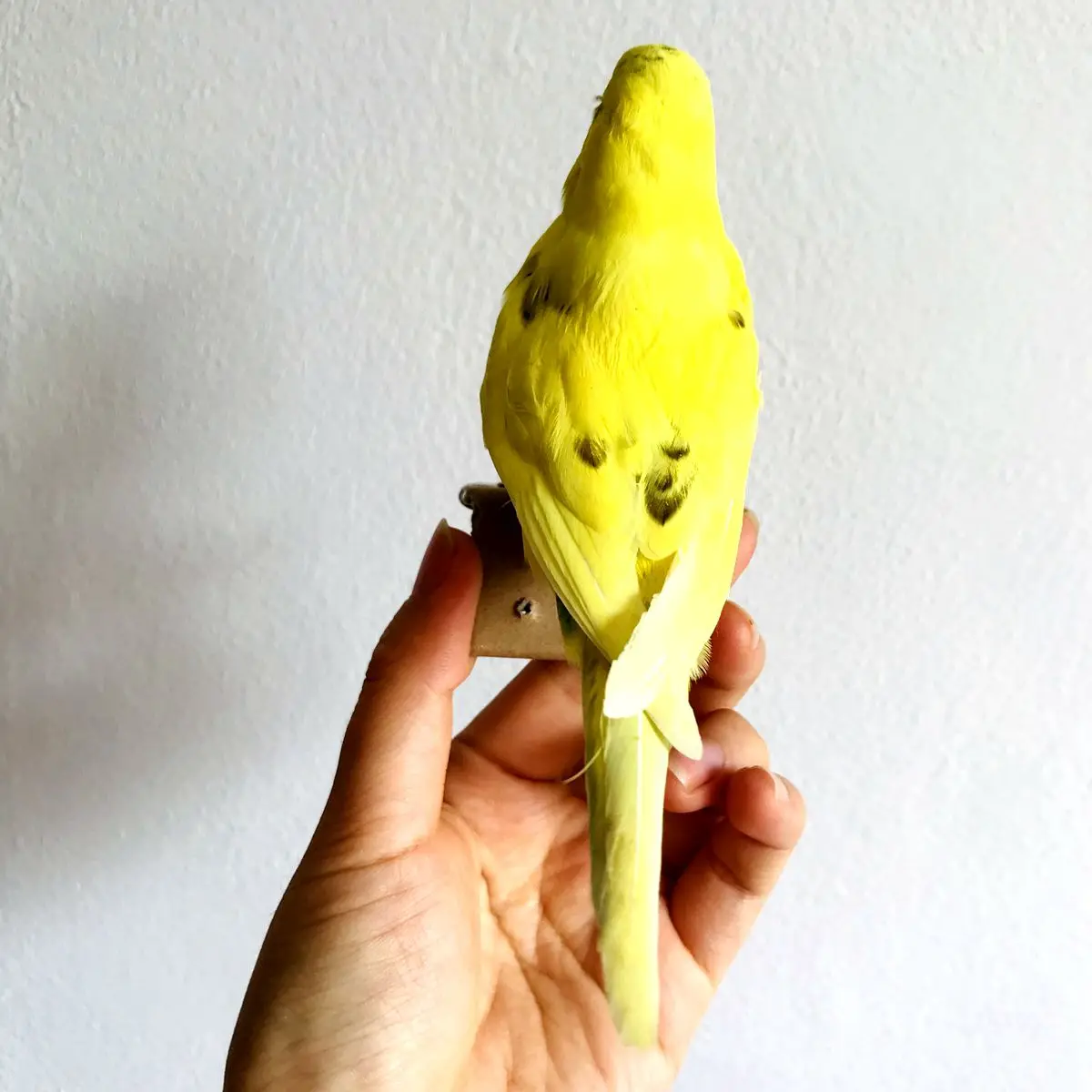 Taxidermy stuffing Eurasian yellow colour Melopsittacus undulatus / Budgerigar Budgie Parrot specimen Teaching / Decoration & 5