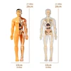 Body Learning Tools Children's Cognitive Toy Human Anatomy Model Mannequin Skeleton Organ 3D Puzzle Montessori Kid Education Toy 5