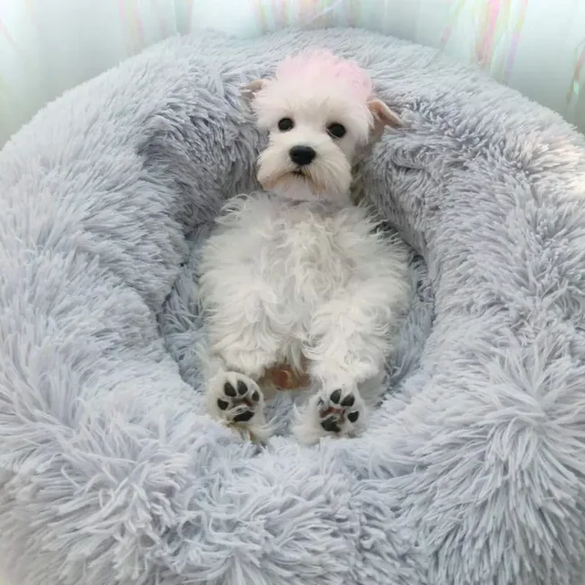 Cat Nest Round Soft Shaggy Mat for Kittens Chihuahua Indoor Dog Cat Bed Pet Supplies Removable Machine Washable Pillow Bed 3