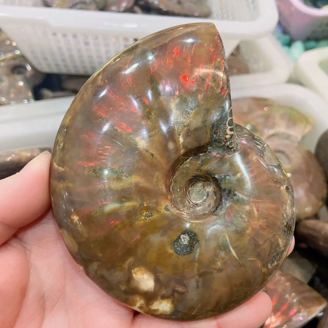 Rare Beautiful Ammonite Fossil Ocean Shell Fossili Lumaca Conchiglia Madagascar Ammolite Espositore Per Campioni + Staffa In Legno