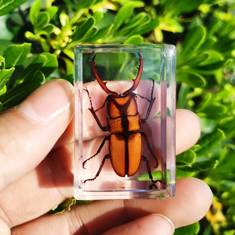 Cuboid Resin Insect Specimen Decoration Crafts Teaching Model Desk Decoration Home Accessories for Living Room resin starfish ornaments butterfly specimen