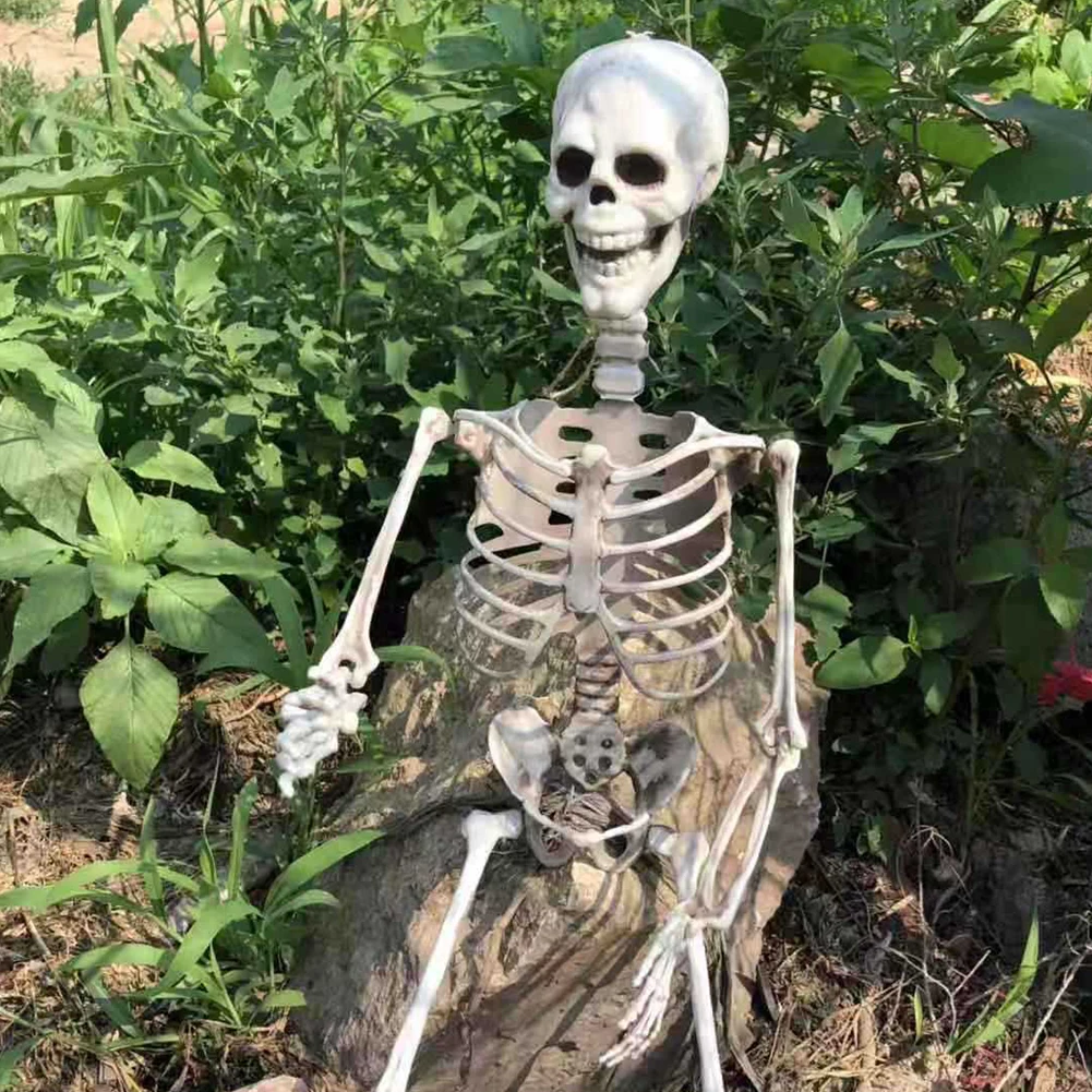 Royelux skeleton prop showcasing articulated joints