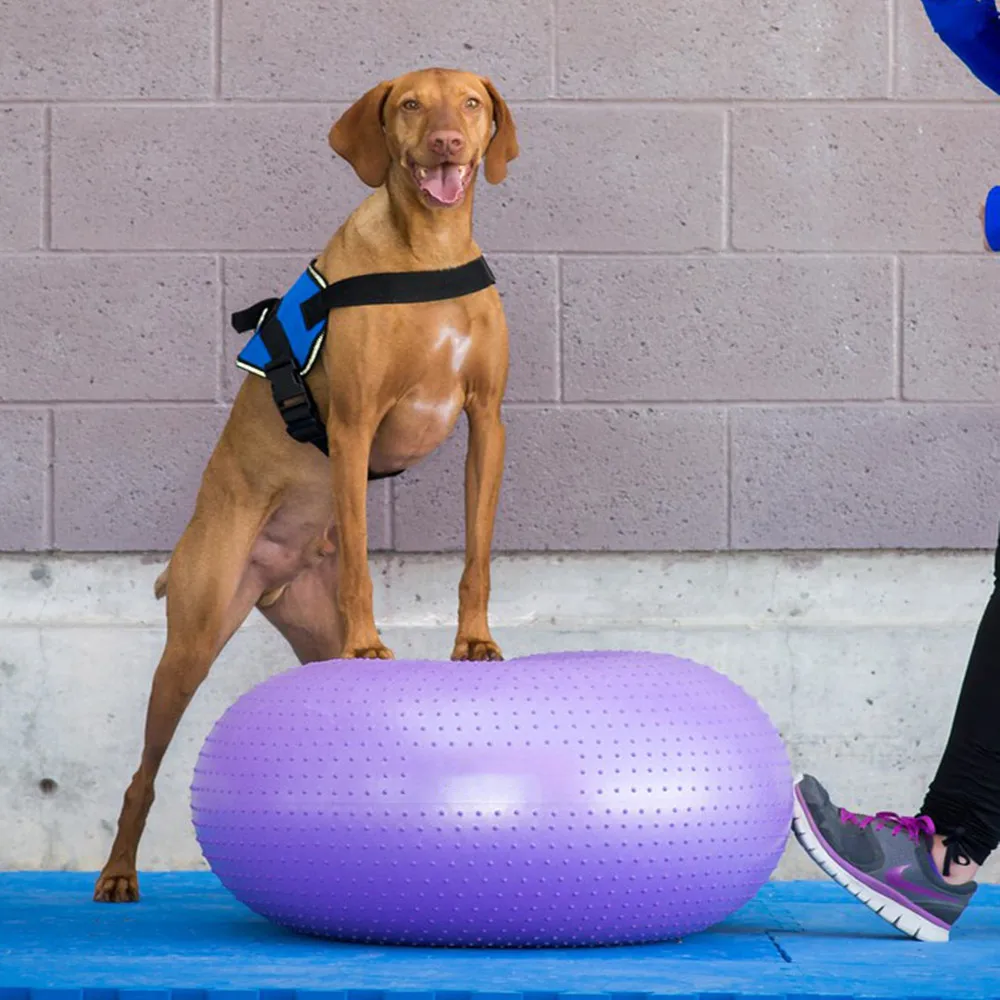 Ciambella Fitness Ball Pet Esercizio Speciale Muscle Dog Agility Training Equipment Pet Toys Dog Bodybuilding Accessori Sportivi
