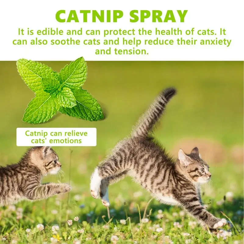 Catnip Cat Joy Spray Training Spray Kitten Behaviour 100ml Pet Care Liquid Catnip Natural Plant Cat Attract cat scratch deterrent spray