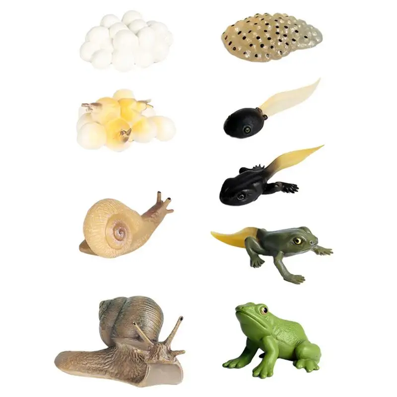 

Life Cycle Toys For Kids 8PCS Frog And Snail Life Cycle Kit Biological Model Farm Animal Growth Model Figure Science Toys For