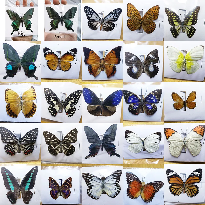 

38 Real Butterfly Specimens Insect Figurines Production Charm Home Decoration Accessories for Living Room Collection Art