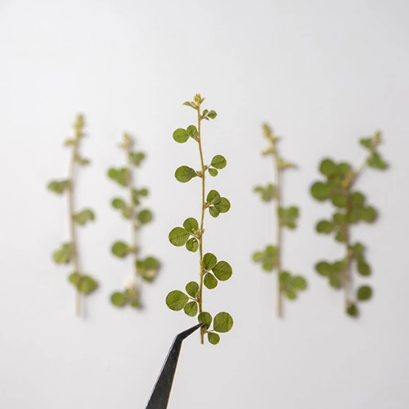 6-9cm/12pcs,Natural Real Pressed leaves,green Plant DIY Wedding invitations Craft Bookmark gift Card Scented candles decorations