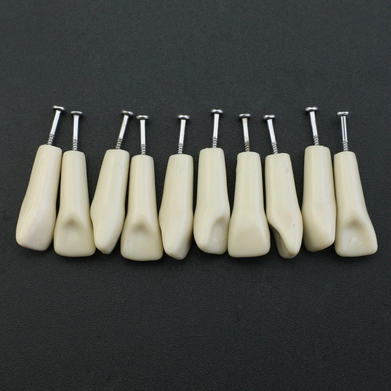 치과 Typodont Columbia Dentoform 860 타입 32 치아 제거 가능, 치과 실습 Typodont 치아 모델