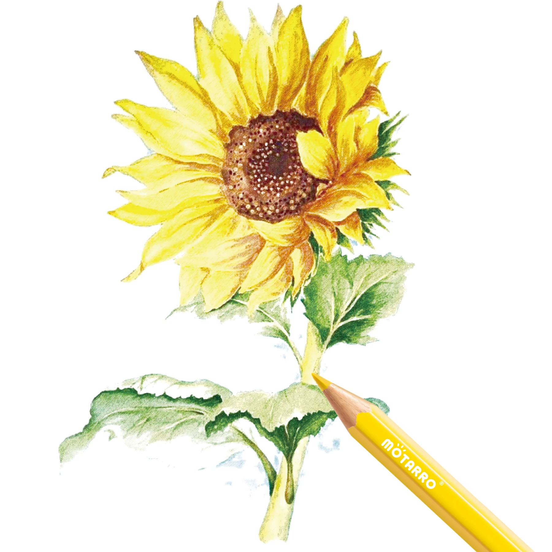 MOTARRO 수채화 드로잉 연필, 학교 사무실 필기 문구, 드로잉 스케치 미술 용품, 컬러 연필 세트, 12 개