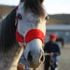 Horse Halter Bridle Rein Detachable Head Collar Strap Stable Protective 3
