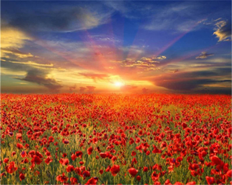 HUACAN-大人の部屋のための花の数による油絵,50x65cm - AliExpress