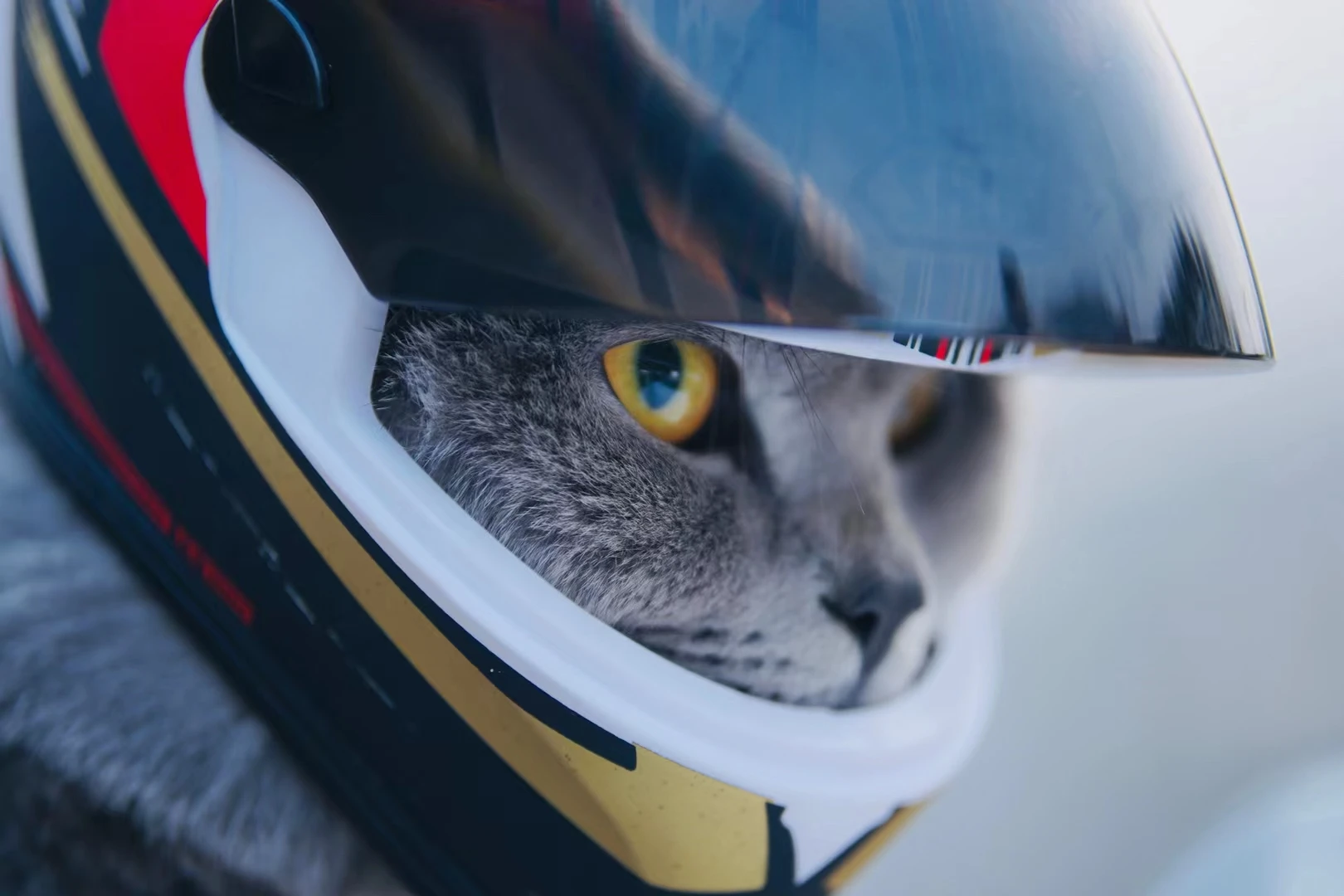 Pet Motorcycle Helmet Small Full Face For Cat Dog Puppy Outdoor Head Protecting