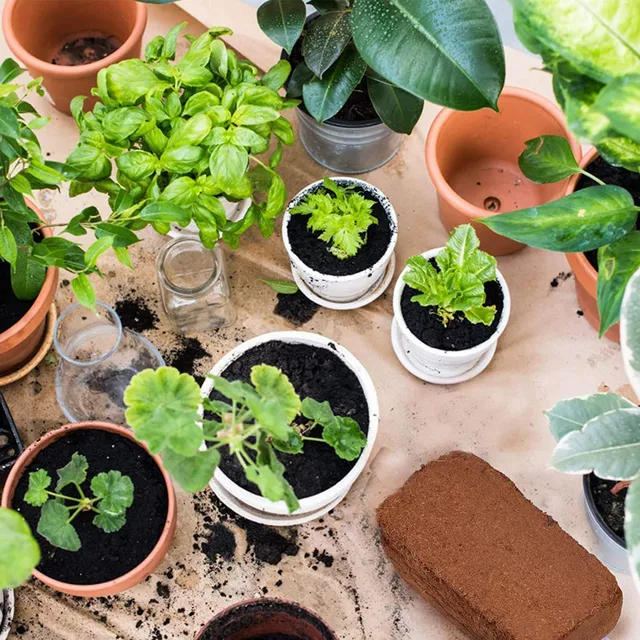 650 G Kókuszdió -Kókuszrill Tőzegtermesztés Organic Segítetlen Cserepes Kókuszrost Tápanyagok Kerti Zöldség Talaj Tápanyag Ágy - Image 3