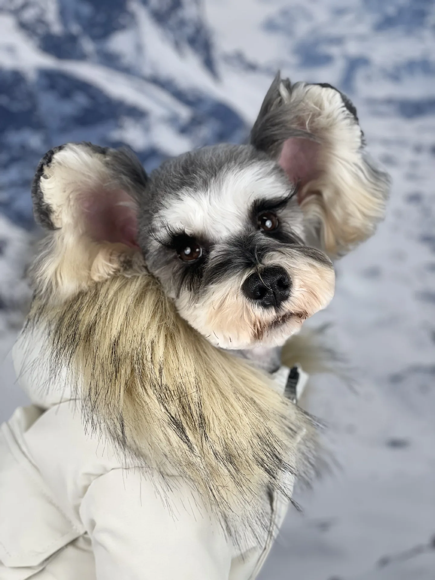 Veste en duvet Canada Goose : Le style et la chaleur pour votre chien