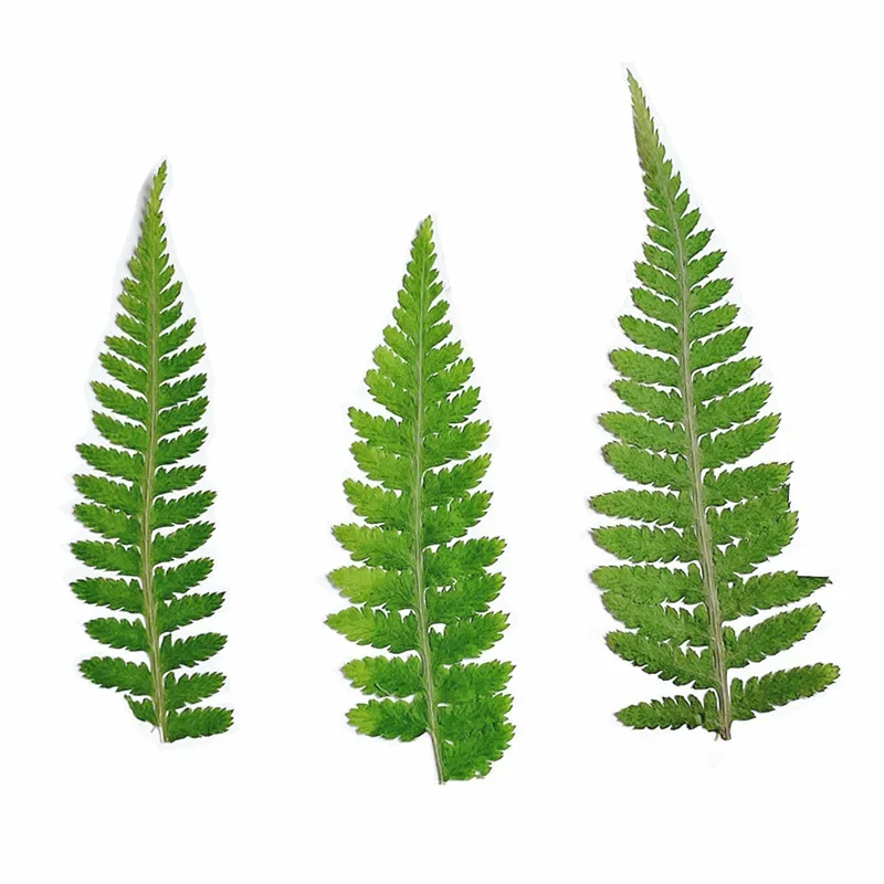 5-7cm/24 pezzi, Foglia di Felce Pressata, Materiale Decorativo per DIY con Gel, Cornici per Foto, Segnalibri, Adesivi per Telefoni - immagine 5