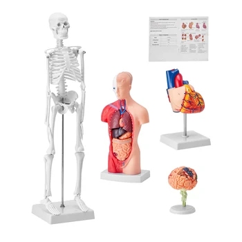 SucceBuy Human Anatomy 3D Model Set (4PCS) 1