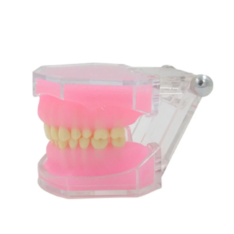 

Typodont Teeth Model Typodont Study Model Detachable Teeth Model Teaching Tool Dropship