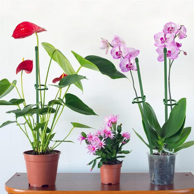 Acheter Tuteur De Plante Bow En Ligne