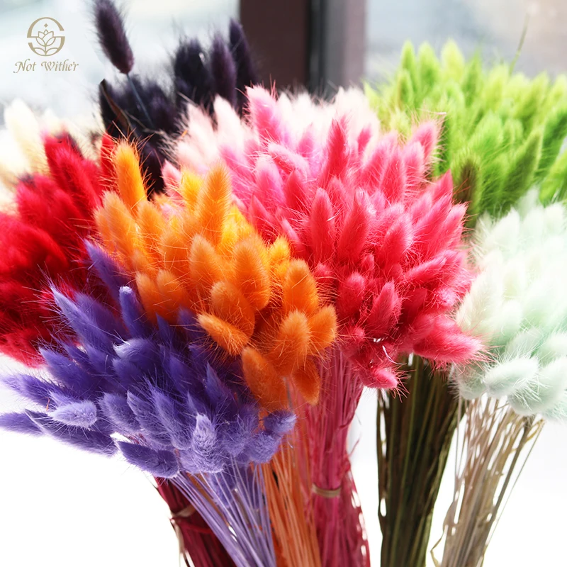 Natural Dried Flower Rabbit Tail Grass 20/50pcs/Bunch Colorful Bunny ...