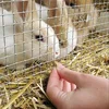 Welded Galvanized PVC Coated Fence Wire Mesh for Chicken Coop Screens 3