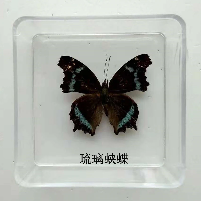 Butterfly Specimen Real Butterfly Specimen Insect Specimen Butterfly Shooting Props DIV Student Teaching Transparent Box Pack