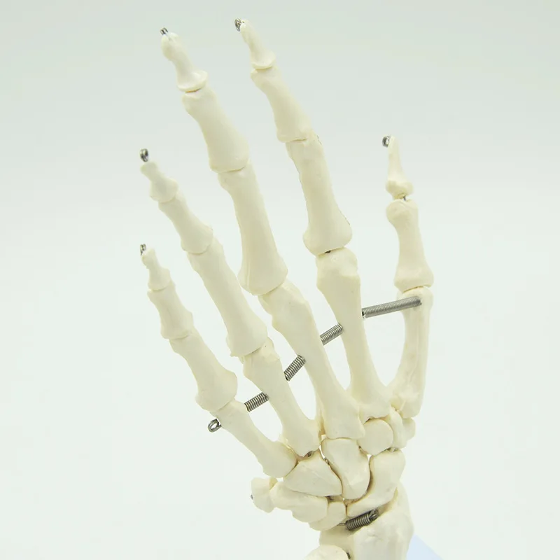 1:1 Size Human Hand Joint Model Hand Skeleton Bone Wrist Vola Palms Skeleton Model Medical Science Teaching Supplies