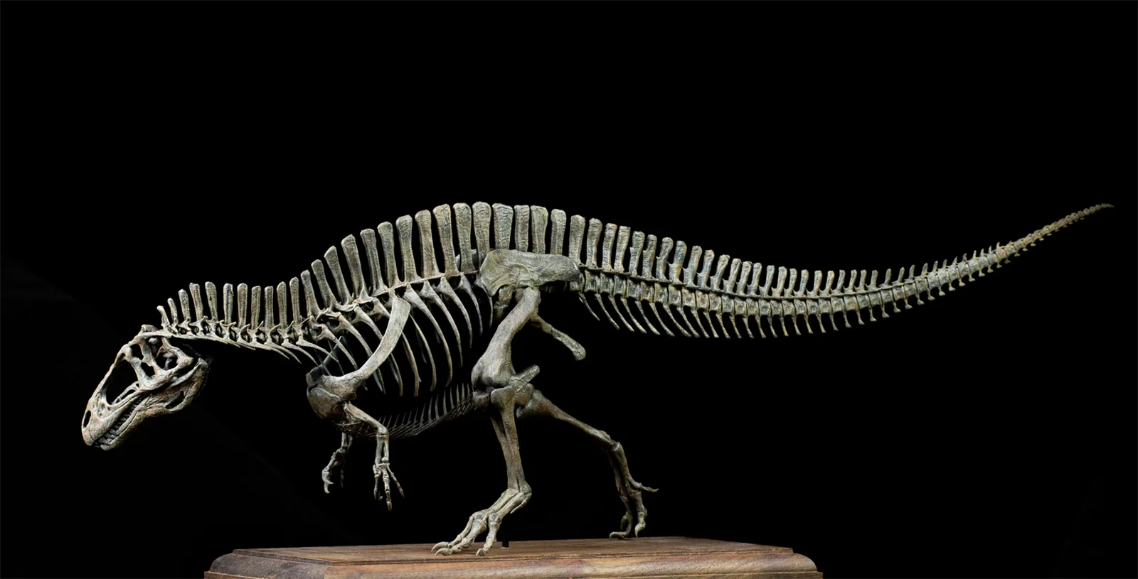 

VWUVWU 1/20, модель скелета Acrocanthosaurus, коллекция животных, статуя, украшение, подарок на день рождения для взрослых, Реалистичная игрушка
