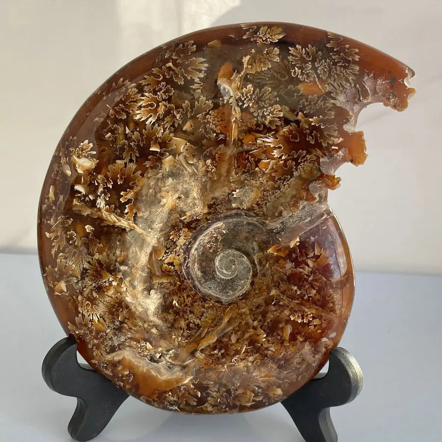 Natural conch fossilised beak jade conch maple leaf furniture office desk decoration