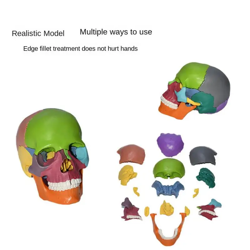 

15pcs/set 4D Disassembled Color Skull Anatomical Model Detachable Medical Teaching Tool