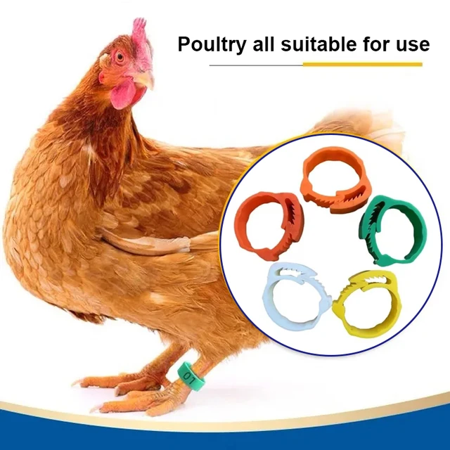 50Pcs Adjustable Chicken Foot Ring Reusable Numbered