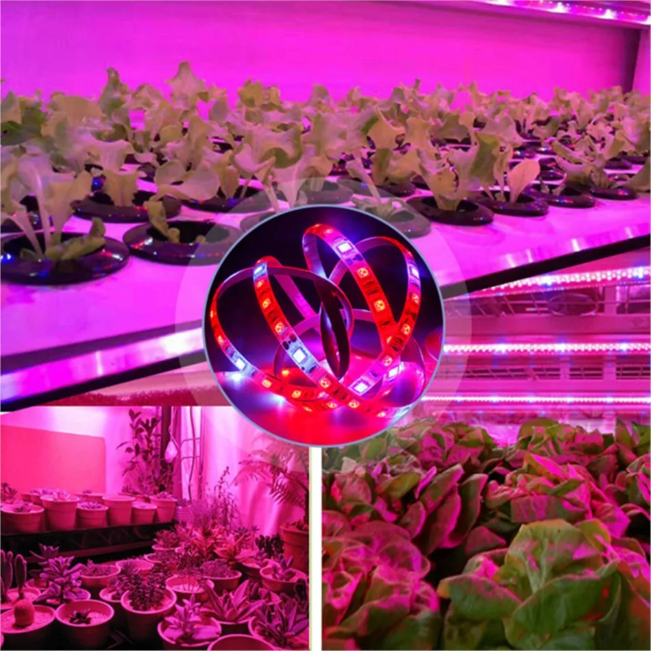 5m/set LED Plant Growth Fill Light Strip 5050 SMD Red + Blue Flexible Tape Lamp Bar 12V 5A UK US EU AU Pulg Desktop Power Adapter led grow light grow light