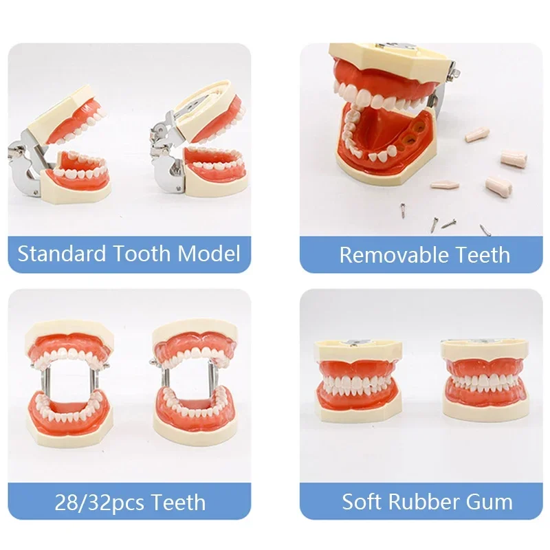 Modello Dentale Tipodonti 32 Denti – Gengive Morbide In Resina – Per Insegnamento, Studio E Comunicazione Con I Pazienti - 6
