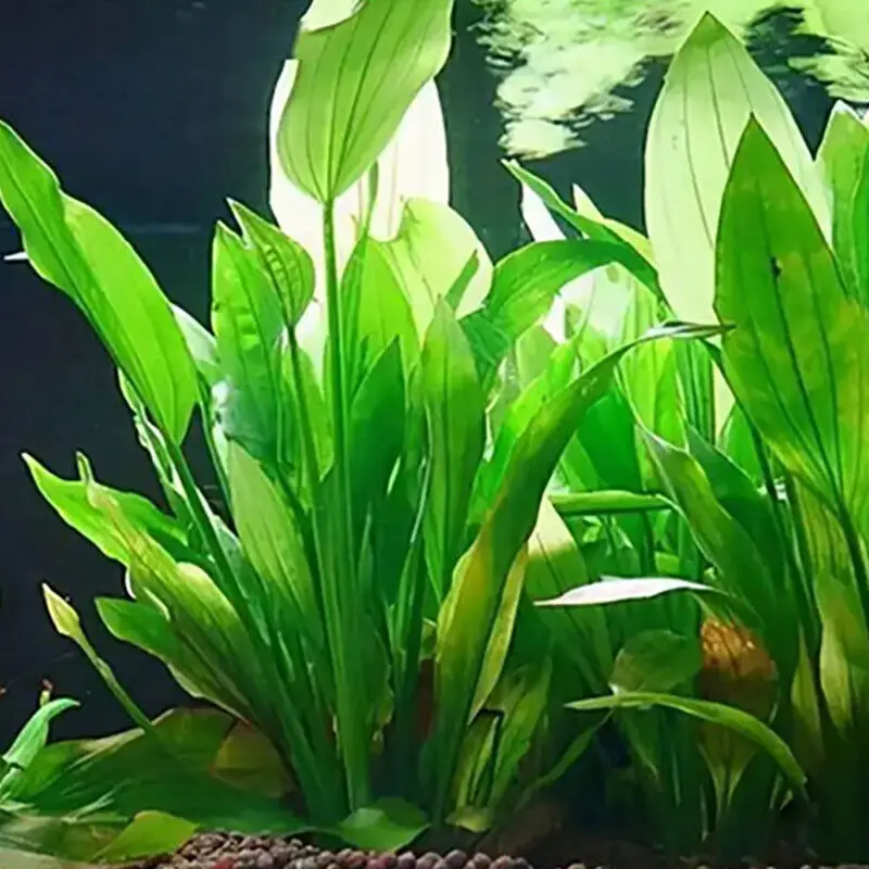 

Artificial Underwater Landscape Plants Aquarium Fish Tank Green Purple Water Weeds Grass Flower Viewing Decoration