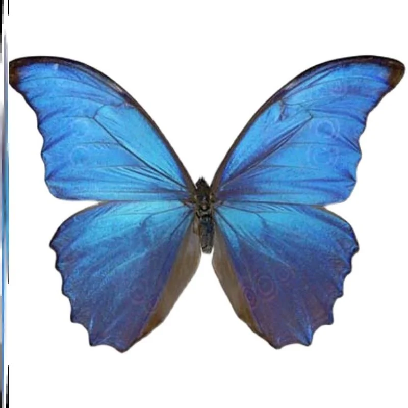 珍品ファルキドンミイロタテハ スチュアルティ型 蝶標本 2025年最新