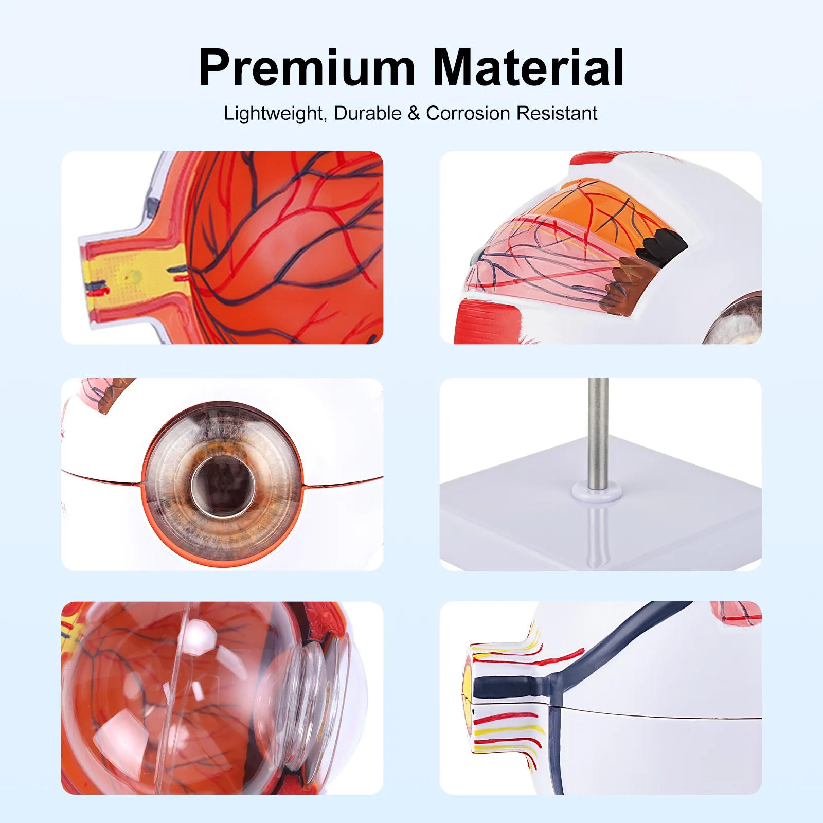 안구 모델 해부학 적 눈 모델 의료 학습 및 교육 도구 의료 과학 교육 리소스 눈꺼풀 6 배 확대 된 시신경 눈 특수 교육