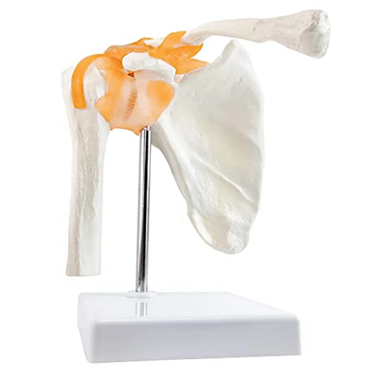 Anatomy Shoulder Joint Model Anatomy Skeleton, Human Shoulder Ligaments Anatomy for Doctor Office, Medicine