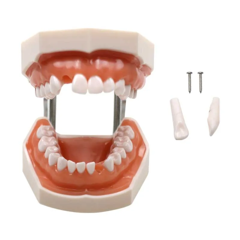 

Стоматологическая модель зубов Учебная модель, демонстрационная модель, съемные зубы, учебные инструменты, стоматологические лабораторные инструменты