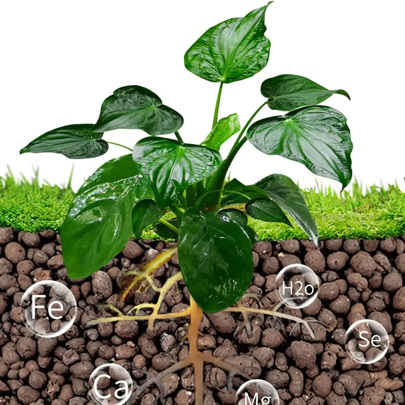 Leca Balls Clay Pebbles For Plants