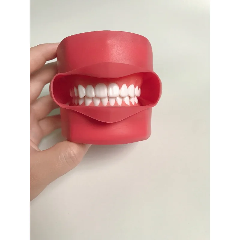 

Dental Teeth Model Study Tool Model Standard Dentist Student Model Dentistry Extraction Model for Teaching Full Mouth Detachable