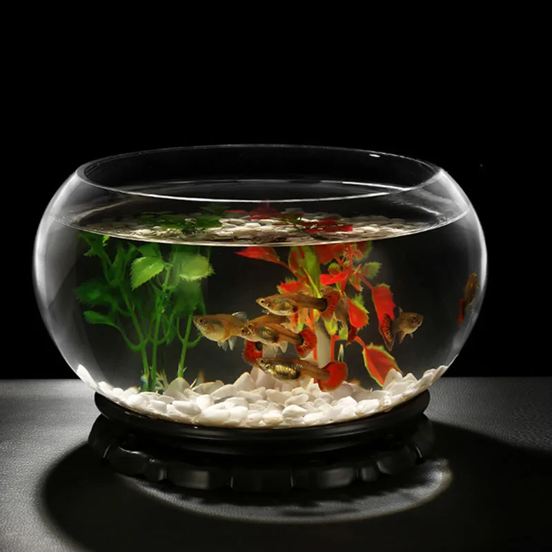 Betta Fish In Small Bowl