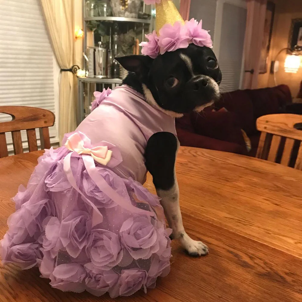 Small Dog Formal Attire ZUNEA Princess Pet Wedding Dress - Satin Rose Formal Costume For Small Dogs & Cats | Purple Violet Tutu Skirt, Size S Cat Wedding Dress Tutu Skirt Small Dog Formal Attire ZUNEA Princess Pet Wedding Dress - Satin Rose Formal Costume For Small Dogs & Cats | Purple Violet Tutu Skirt, Size S Cat Wedding Dress Tutu Skirt