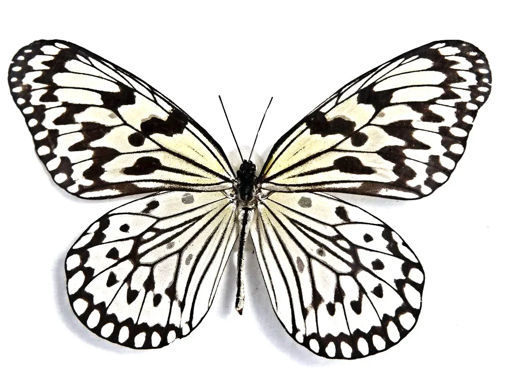 Natural Real Butterfly Display Real Butterfly Wingsstudent Creative Birthday Gift Transparent Box Gift DIY 2