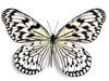 Natural Real Butterfly Display Real Butterfly Wingsstudent Creative Birthday Gift Transparent Box Gift DIY 2